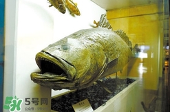 金錢鳘是什么魚？金錢鳘是淡水魚嗎？