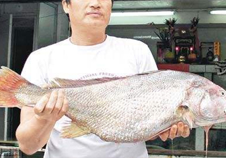 黃唇魚鰾是魚肚嗎？黃唇魚鰾是魚泡嗎