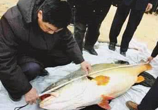黃唇魚魚鰾真的那么神？黃唇魚魚鰾真實藥用價值