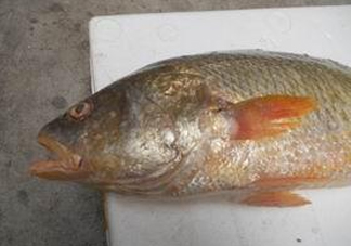 黃唇魚魚鰾能救命？黃唇魚魚鰾可以救命？