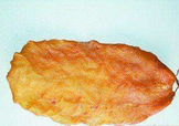  黃唇魚魚鰾怎么吃？ 黃唇魚魚鰾如何吃？