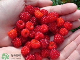 覆盆子是野草莓嗎？覆盆子是桑椹嗎？