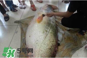 金錢鳘為什么那么貴？金錢鳘為什么能賣那么貴