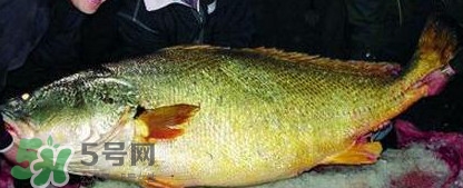 金錢鳘魚膠一斤多少錢？金錢鳘魚膠價(jià)格