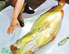 黃唇魚(yú)是海魚(yú)嗎？黃唇魚(yú)是海鮮嗎