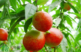 油桃可以榨汁嗎？油桃怎么榨汁？