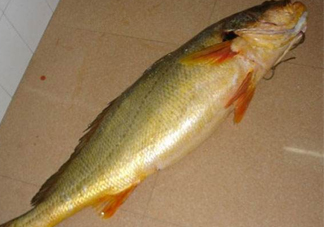 怎么鑒別金錢鳘魚膠？金錢鳘魚膠如何分辨真?zhèn)?><p><strong>怎么鑒別金錢鳘魚膠？金錢鳘魚膠如何分辨真?zhèn)?/strong></p></a></li> <li><a href=