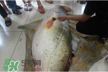 黃唇魚為什么貴？黃唇魚有什么藥用價值？