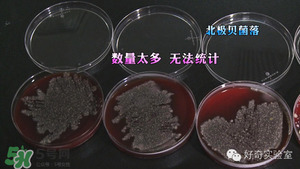 三文魚有刺嗎？三文魚的刺怎么處理