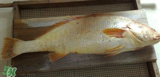 黃唇魚怎么做？黃唇魚怎么保存