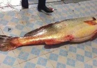 金錢鳘為什么身價(jià)上百萬？金錢鳘真這么值錢嗎