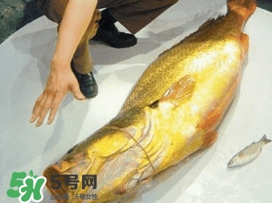 金錢鳘為什么那么貴？金錢鳘為什么能賣那么貴