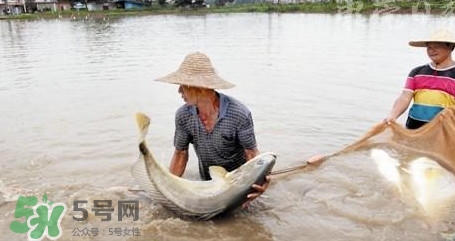 金錢鳘是哪里原產(chǎn)的？金錢鳘的產(chǎn)地在哪里