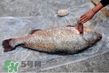 黃唇魚是不是黃花魚？黃唇魚和黃花魚的區(qū)別