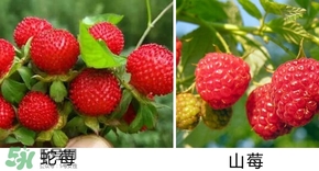 山莓有毒嗎？山莓和蛇莓的區(qū)別