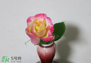 五月份可以扦插月季嗎？5月份適合插月季嗎？