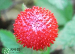 蛇莓是蛇吃的嗎？蛇莓為什么叫蛇莓？