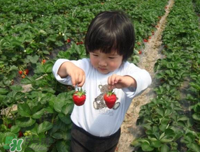 5月份能摘草莓嗎？五月份還有草莓摘嗎？