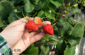 5月份能摘草莓嗎？五月份還有草莓摘嗎？