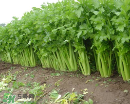 五月份可以種芹菜嗎？芹菜適合什么時候播種？