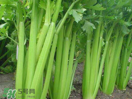 五月份可以種芹菜嗎？芹菜適合什么時候播種？