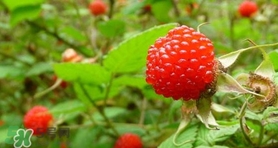 野草莓怎么吃？野草莓怎么清洗