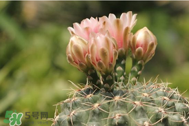 五月份種什么花？5月份適合種什么花？