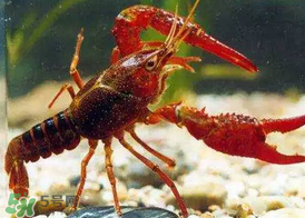 什么時(shí)候釣龍蝦最好？龍蝦幾月份能釣？