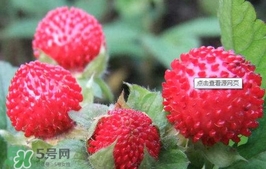 蛇莓可以吃嗎？蛇莓可以直接吃嗎