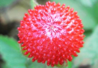 蛇莓有毒嗎？蛇莓有沒(méi)有毒