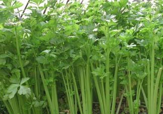 五月份可以種芹菜嗎？芹菜適合什么時候播種？