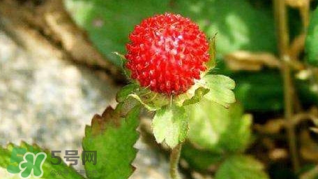蛇莓有毒嗎？蛇莓有沒有毒