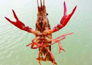 什么時候釣龍蝦最好？龍蝦幾月份能釣？