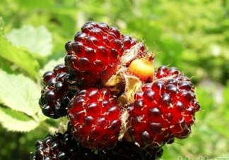 野草莓是覆盆子嗎？覆盆子是否叫蔓越莓