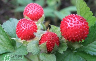 蛇莓是野草莓嗎？蛇莓和野草莓的區(qū)別