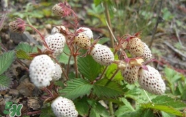 野草莓能吃嗎？野草莓圖片