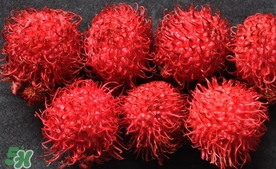 紅毛丹什么時候上市？紅毛丹什么季節(jié)有？