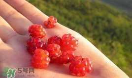 山莓怎么種植？山莓種植基地