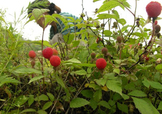 野草莓能吃嗎？野草莓圖片