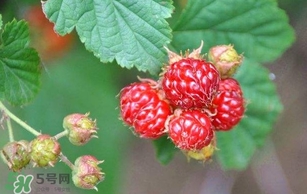 野草莓就是覆盆子嗎？覆盆子和野草莓的區(qū)別