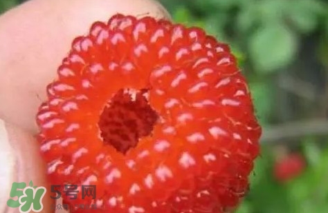 覆盆子孕婦能吃嗎？孕婦能不能吃覆盆子