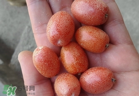 羊奶果可以連皮吃嗎？羊奶果的皮可以吃嗎