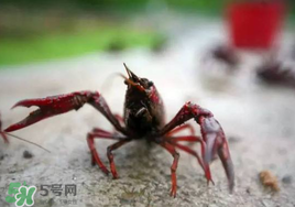 小龍蝦什么時(shí)候最好釣？什么時(shí)候可以釣小龍蝦？