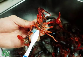野生小龍蝦什么時候有？野生小龍蝦幾月份有？