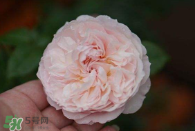 五月份可以種月季嗎？月季五月怎么養(yǎng)？