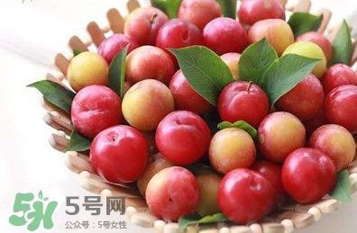 三華李種植幾年可掛果？三華李什么時(shí)候種植