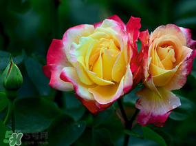 月季花5月扦插當(dāng)年會(huì)開花嗎？月季花的花期