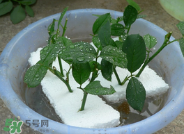 月季花什么時(shí)候插最好活？月季花怎么扦插成活率高？