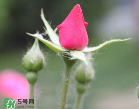 月季從有花苞到開花需要多久？月季花苞到開花要多久？