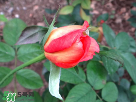 月季從有花苞到開花需要多久？月季花苞到開花要多久？